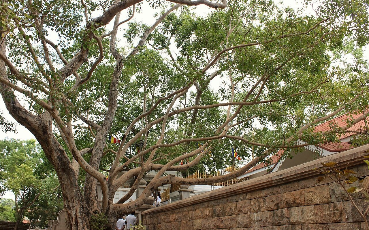 Jaya Sri Maha Bodhi