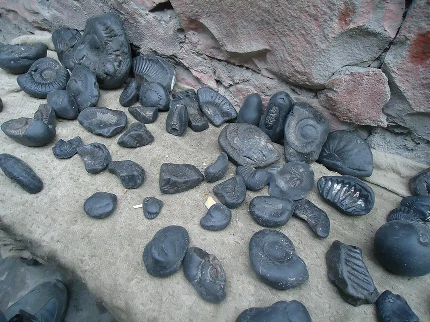 Những viên đá shalagrama (shaligram), hóa thạch ốc cổ màu đen, hình thờ không mang dáng người của thần Vishnu.