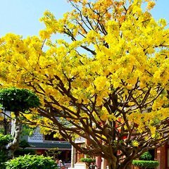 Bình hoa đào, hoa mai, hoa cúc vàng hoặc hoa lay ơn (thay nước mới mỗi sáng)